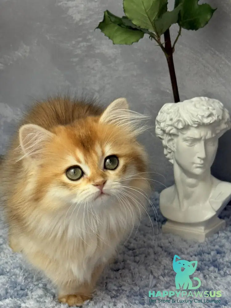 Dusha Scottish Straight female black golden shaded - live animals