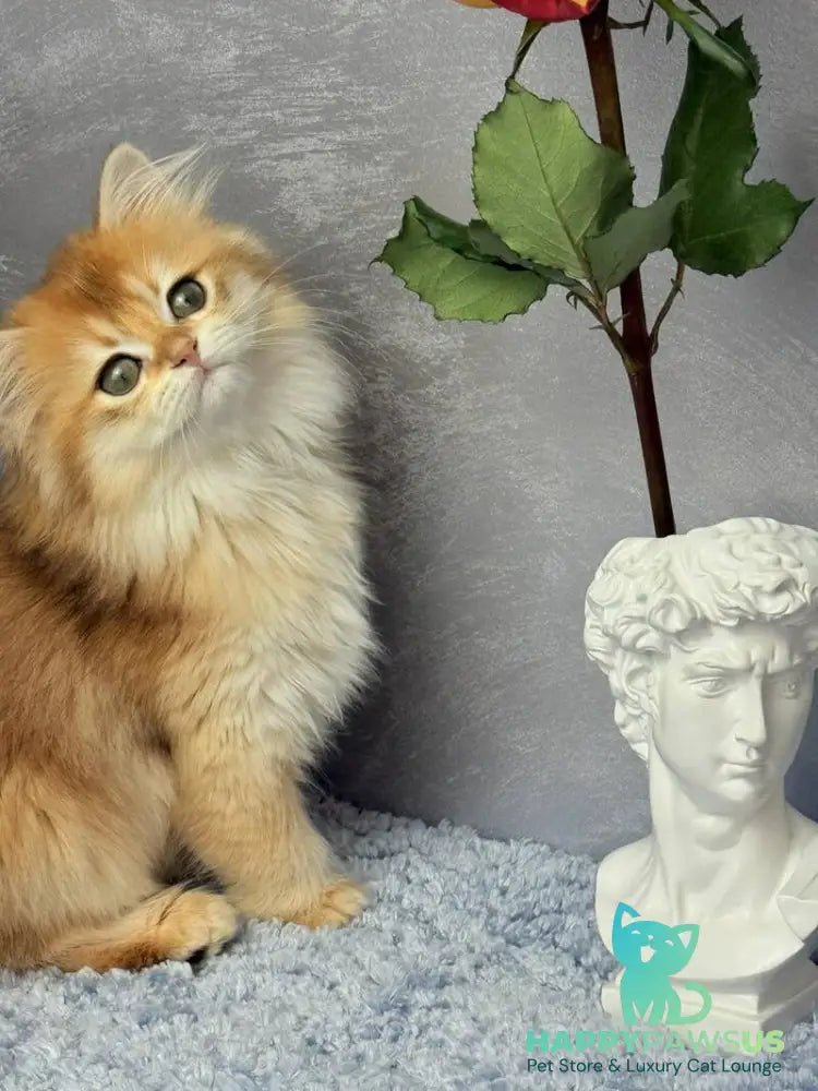 Dusha Scottish Straight female black golden shaded - live animals