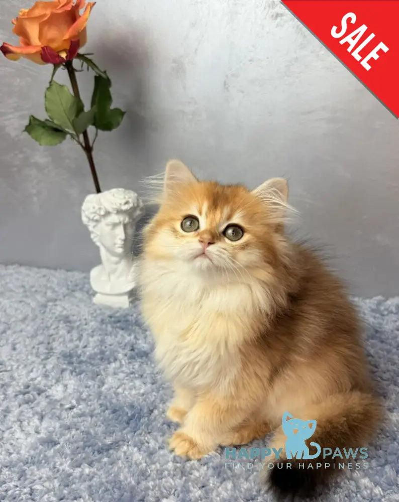 Dusha Scottish Straight female black golden shaded - live animals