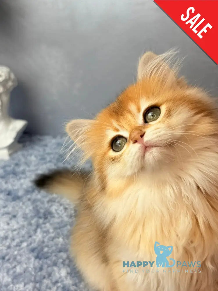 Dusha Scottish Straight female black golden shaded - live animals
