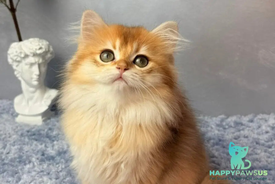 Dusha Scottish Straight female black golden shaded - live animals