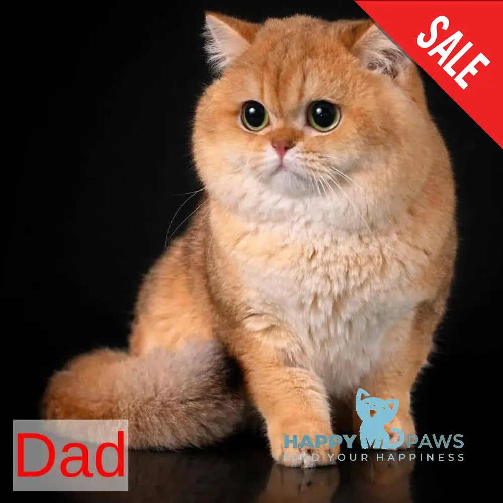 Dusha Scottish Straight female black golden shaded - live animals
