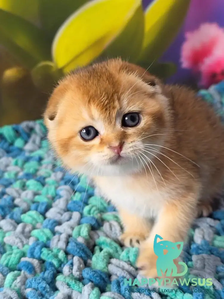 Dushes Scottish Fold male black golden shaded - live animals