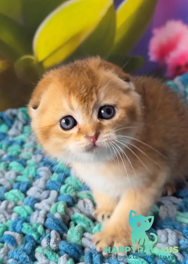 Dushes Scottish Fold male black golden shaded - live animals