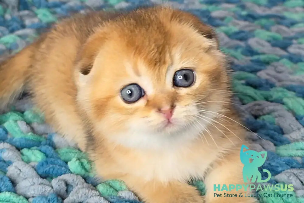 Dushes Scottish Fold male black golden shaded - live animals