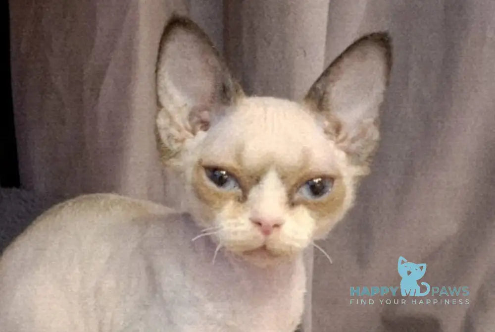 Dusja Devon Rex female black bicolour pointed live animals