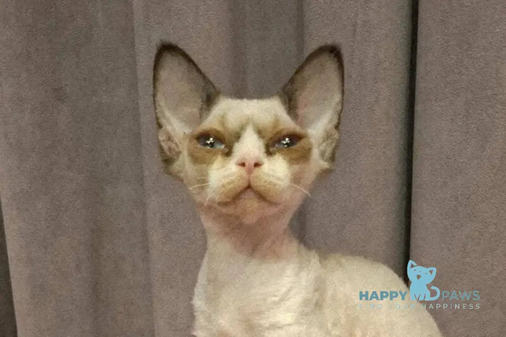 Dusja Devon Rex female black bicolour pointed live animals