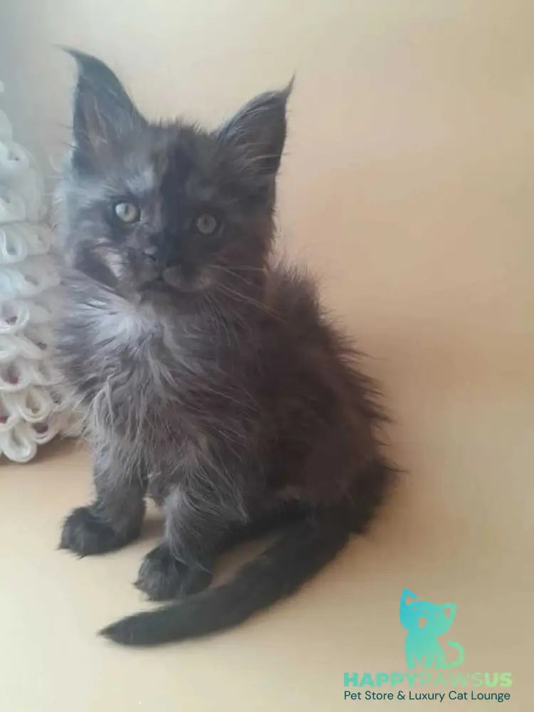 Dustin Maine Coon male black silver live animals