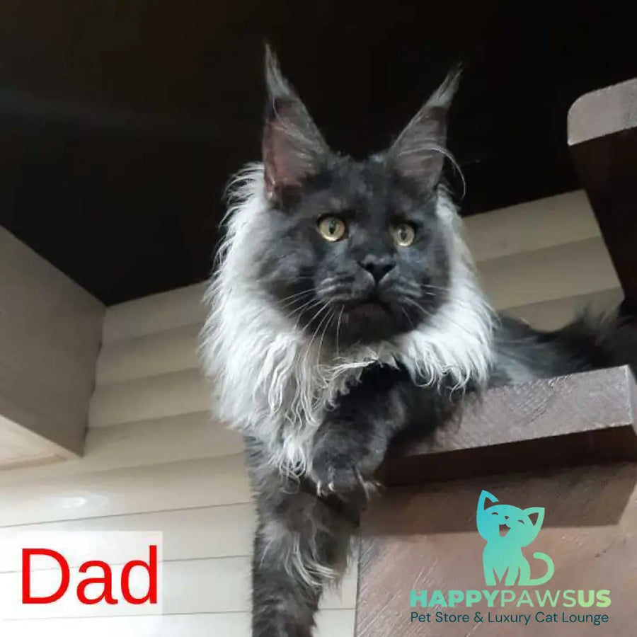 Dustin Maine Coon male black silver live animals