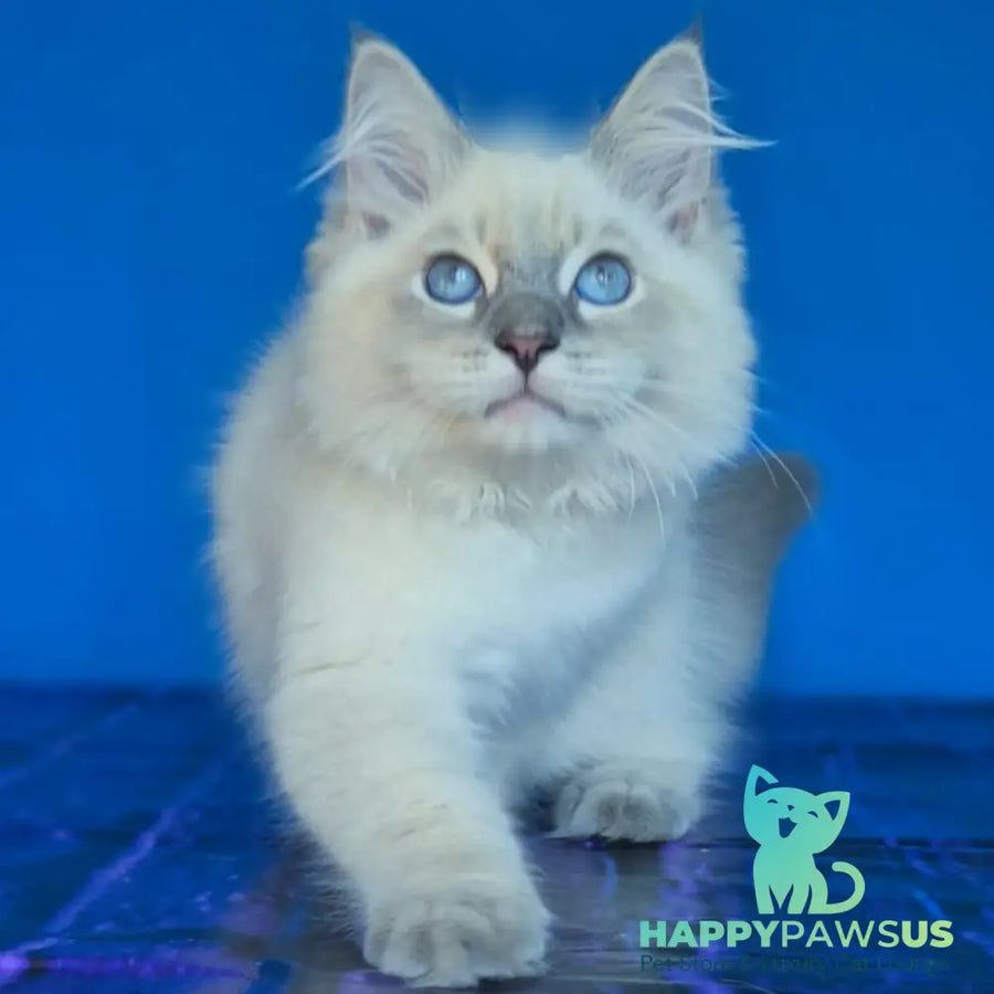 Dustin Siberian male blue tabby pointed - live animals