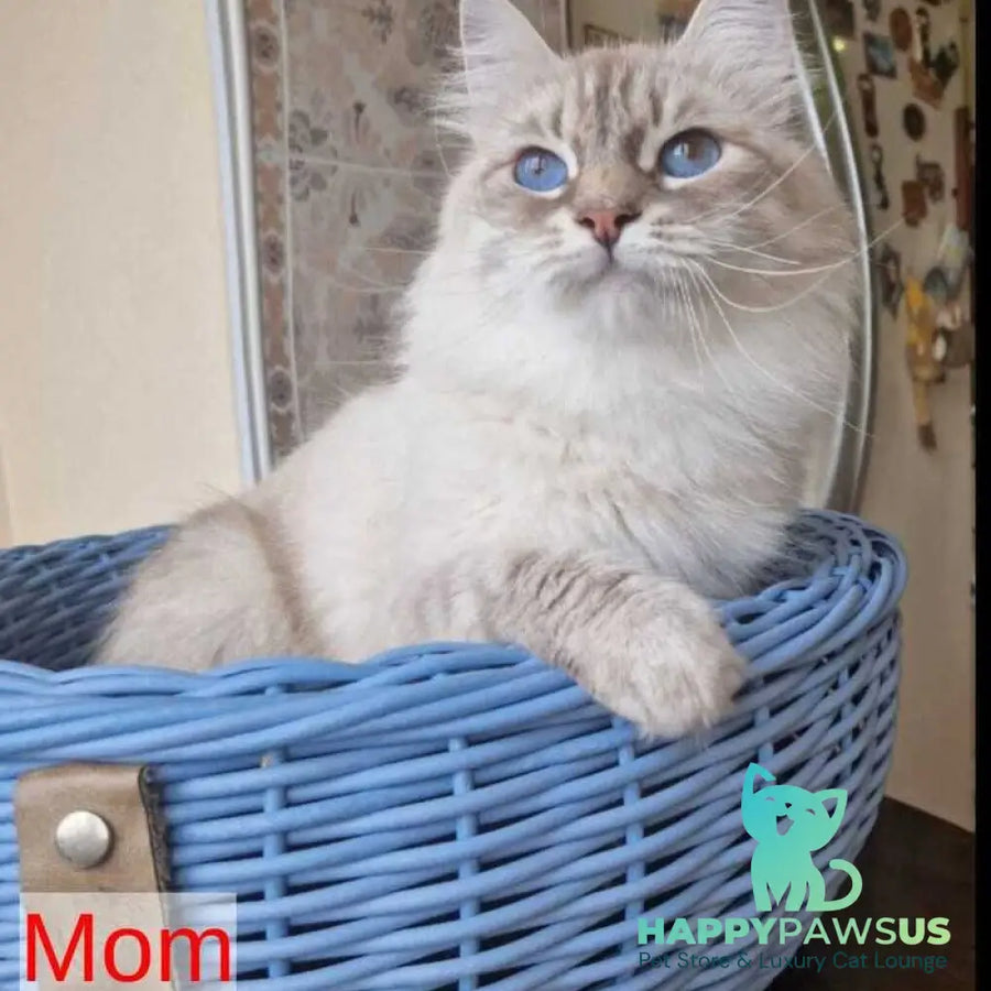 Dustin Siberian male blue tabby pointed - live animals
