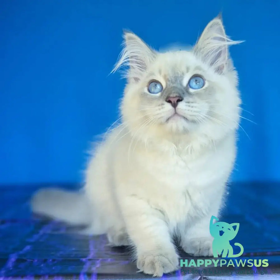 Dustin Siberian male blue tabby pointed - live animals