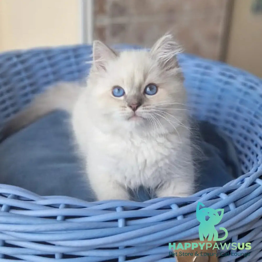 Dustin Siberian male blue tabby pointed - live animals