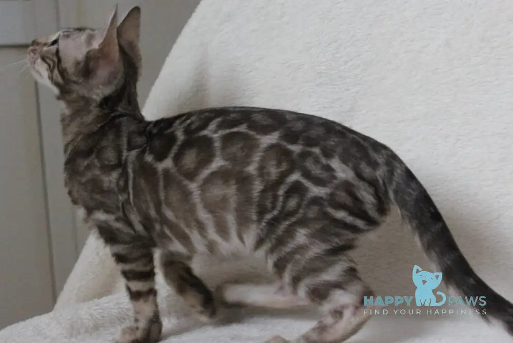 Dynamite Bengal male black amber spotted tabby pointed live animals