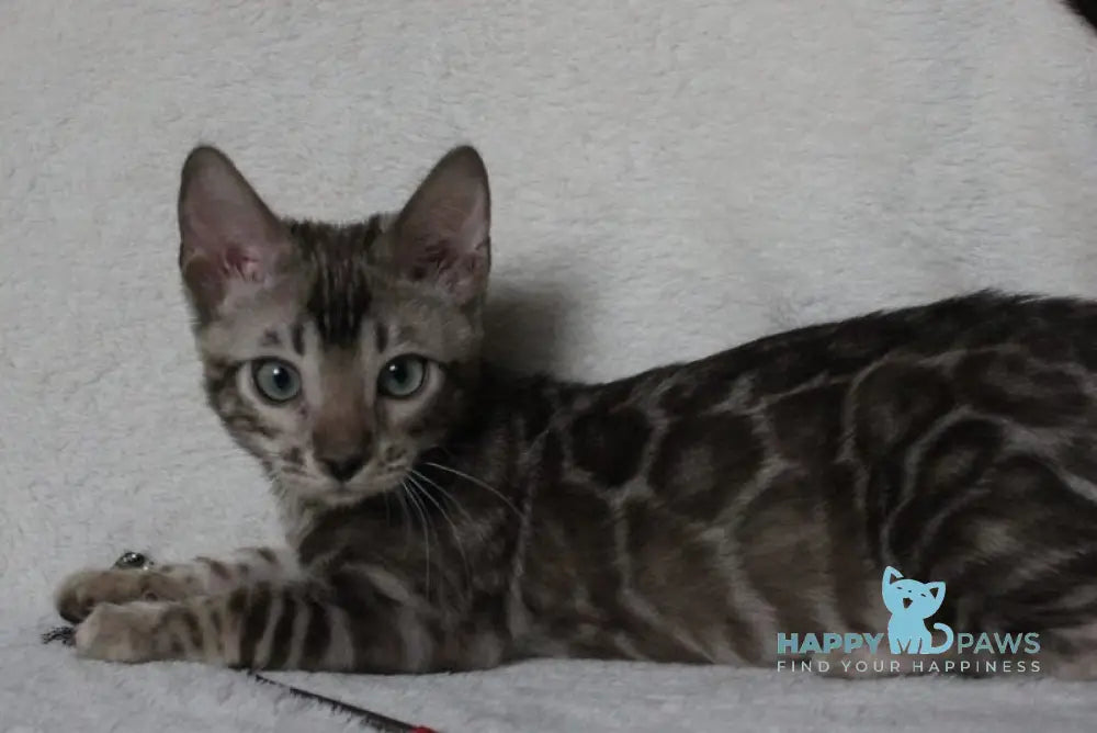 Dynamite Bengal male black amber spotted tabby pointed live animals