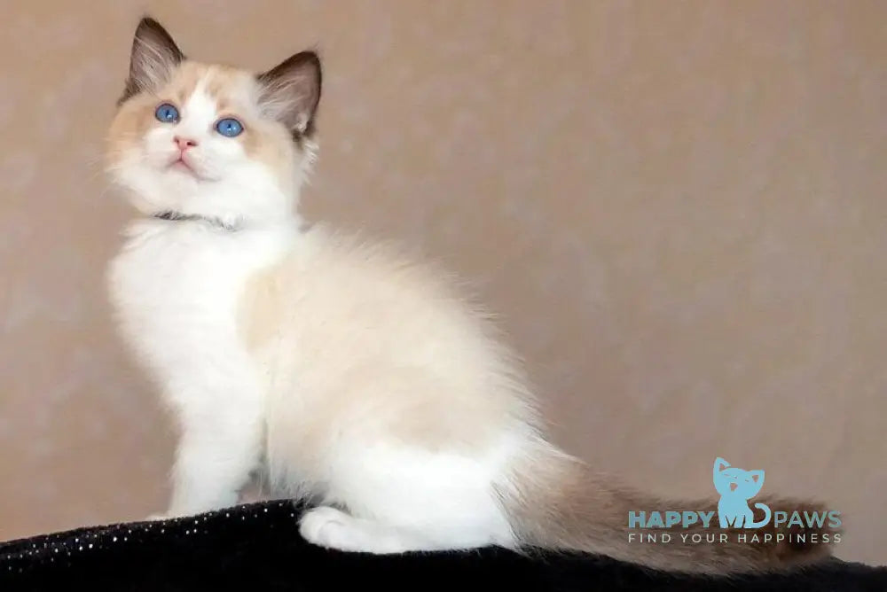 Dyson Ragdoll female seal bicolour live animals