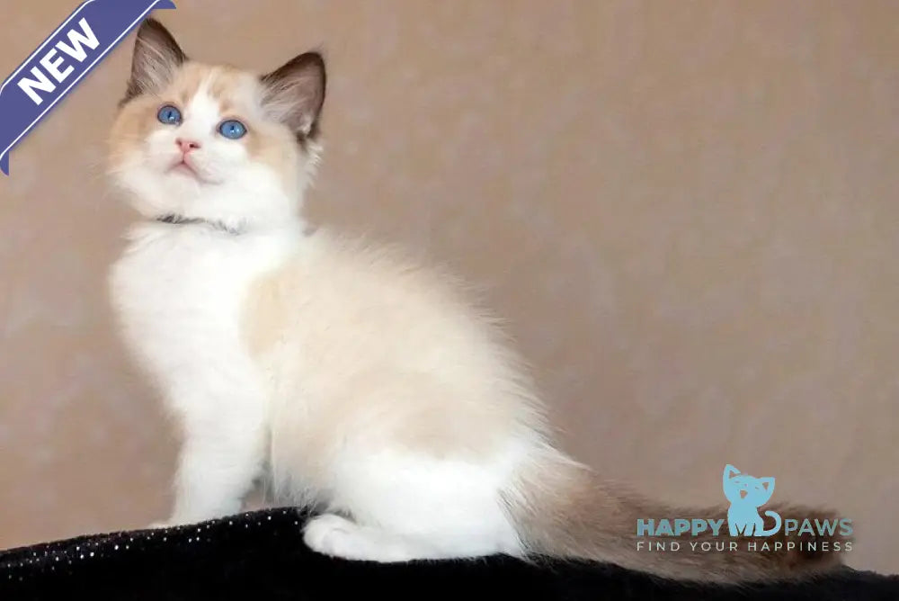 Dyson Ragdoll female seal bicolour live animals