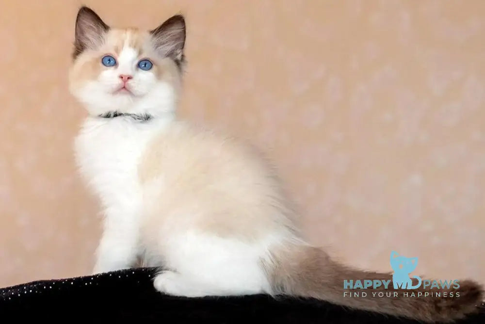 Dyson Ragdoll female seal bicolour live animals