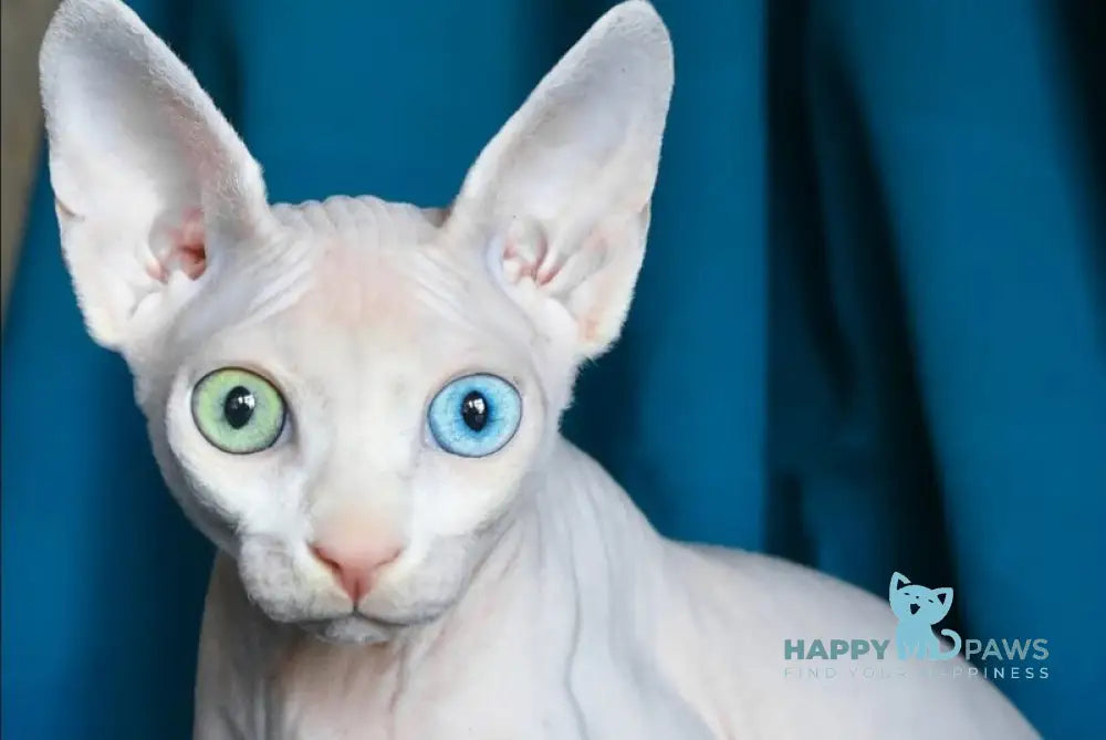 Dzen Canadian Sphynx male white live animals