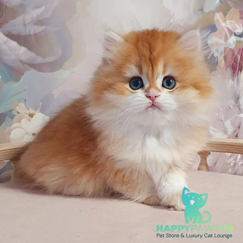 Dzhessi British Longhair female black golden chinchilla - live animals