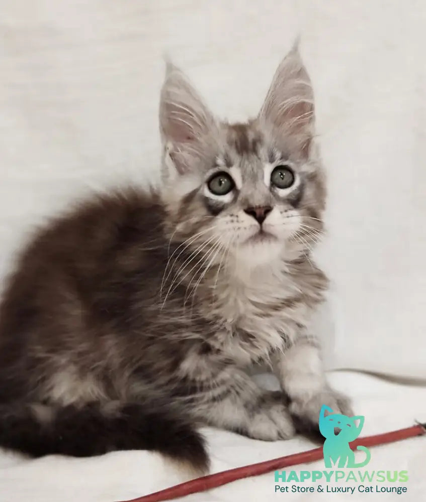 Dzheyk Maine Coon male black silver tabby - live animals