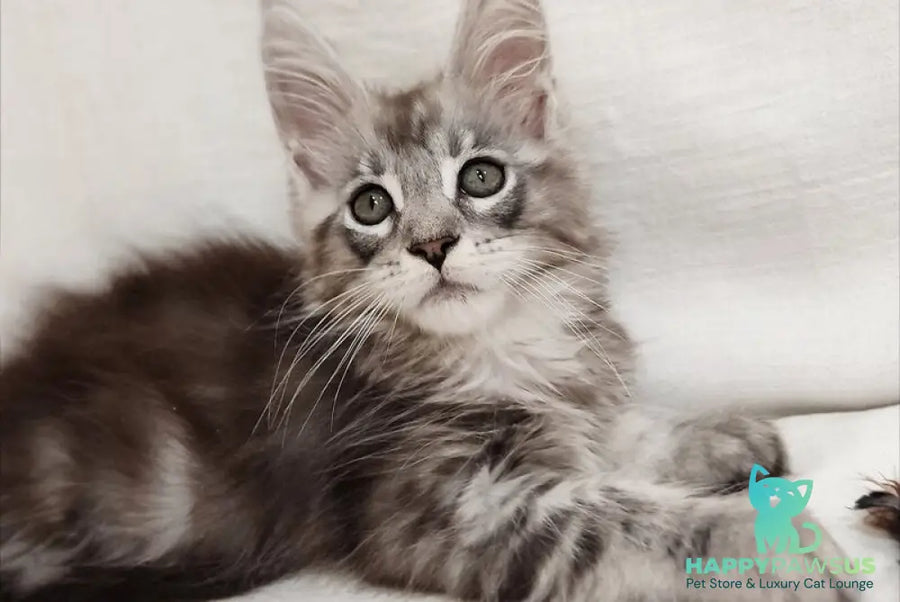Dzheyk Maine Coon male black silver tabby - live animals