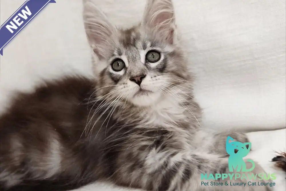 Dzheyk Maine Coon male black silver tabby - live animals