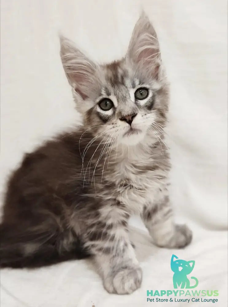 Dzheyk Maine Coon male black silver tabby - live animals