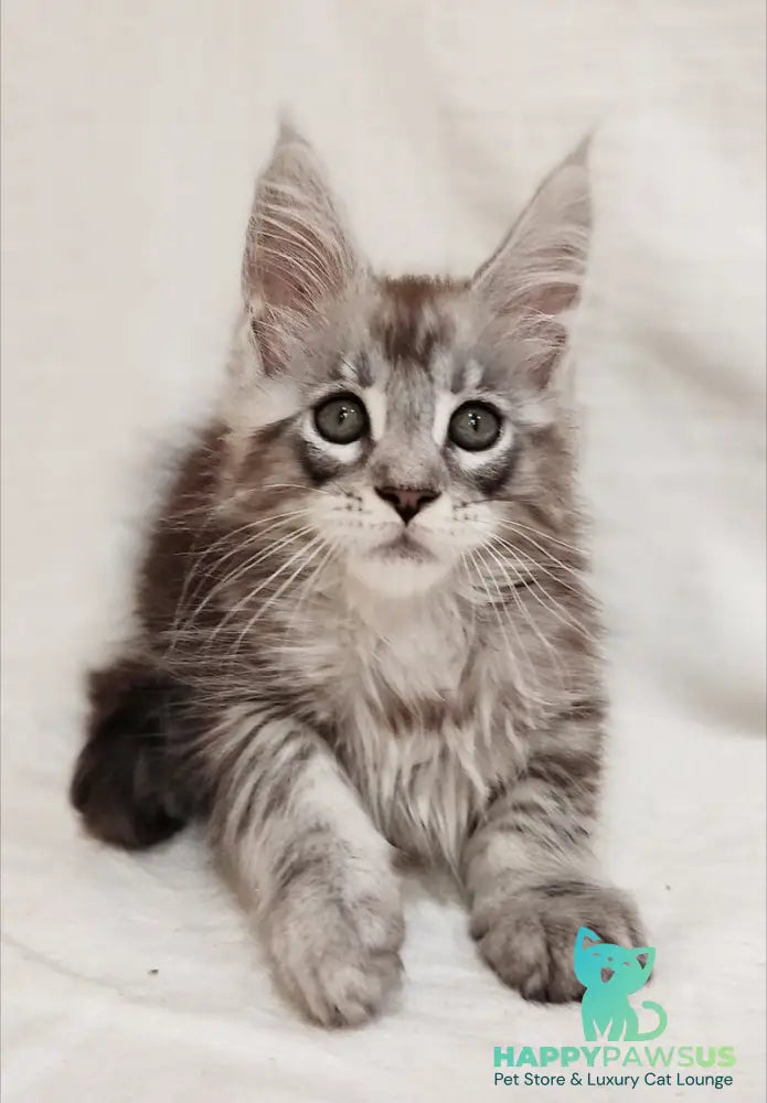 Dzheyk Maine Coon male black silver tabby - live animals