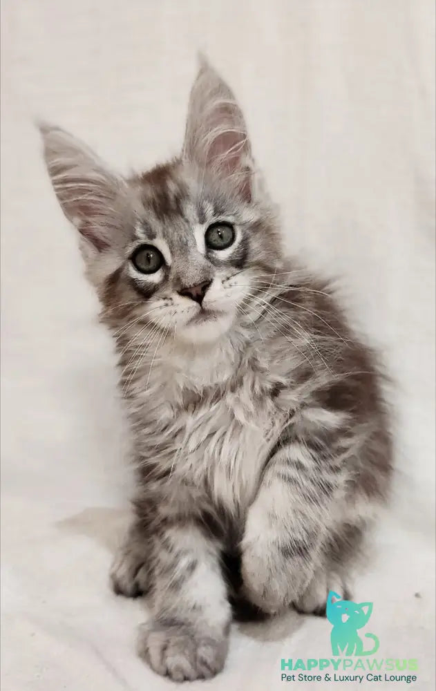 Dzheyk Maine Coon male black silver tabby - live animals