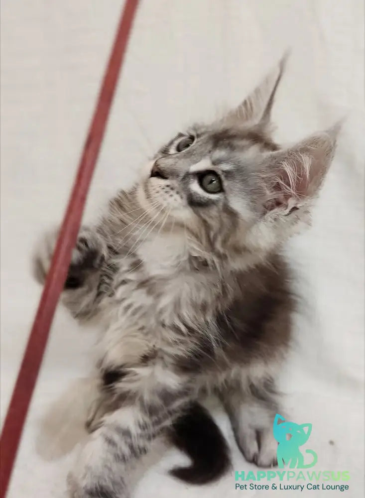 Dzheyk Maine Coon male black silver tabby - live animals