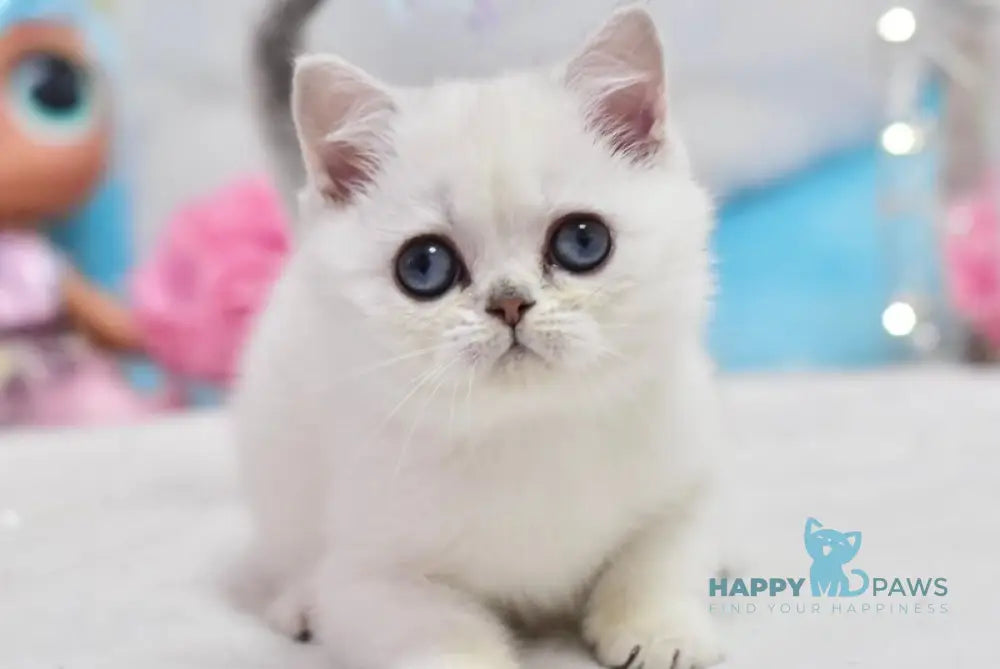 Dzholly British Shorthair female black silver shaded pointed live animals