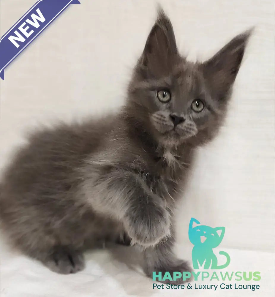 Dzhonik Maine Coon male blue silver with white - live animals