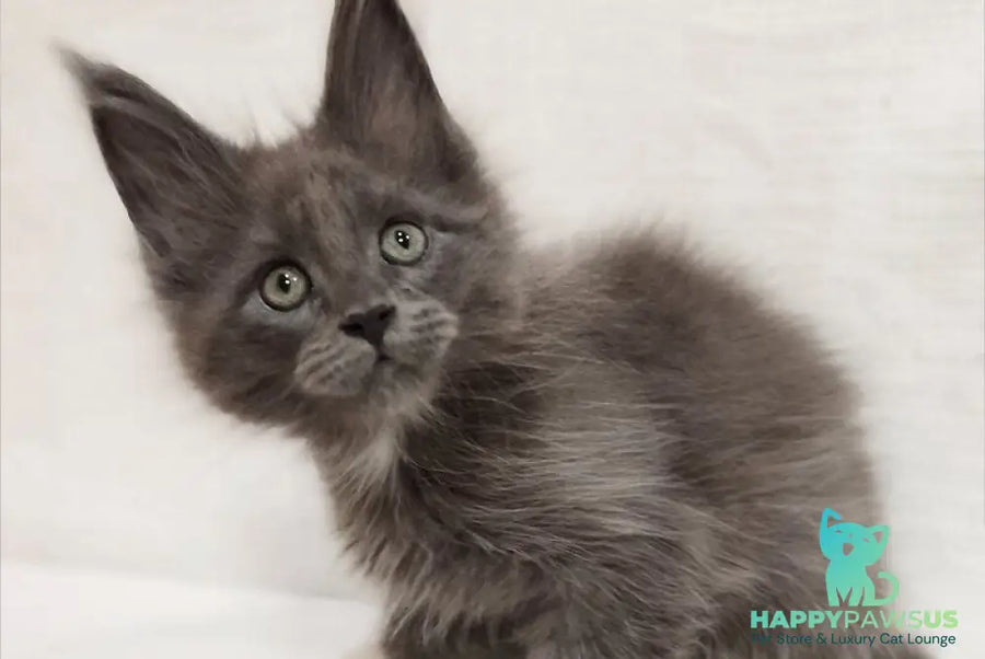 Dzhonik Maine Coon male blue silver with white - live animals