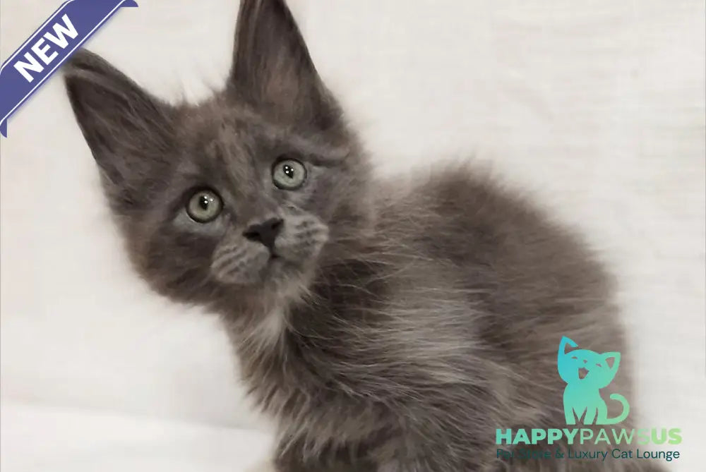 Dzhonik Maine Coon male blue silver with white - live animals