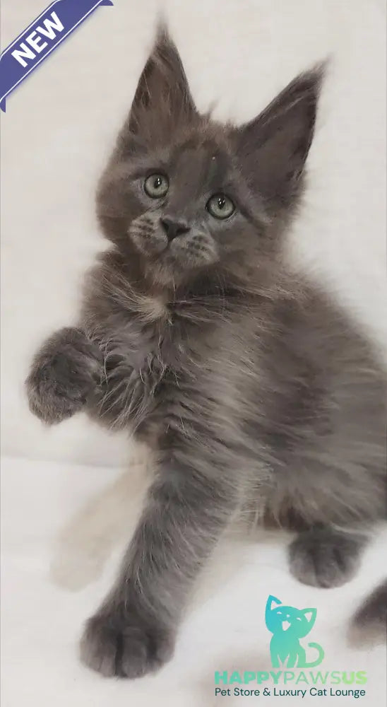 Dzhonik Maine Coon male blue silver with white - live animals