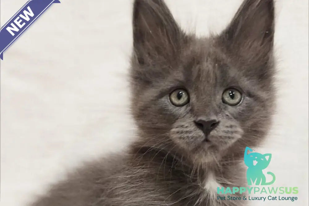 Dzhonik Maine Coon male blue silver with white - live animals