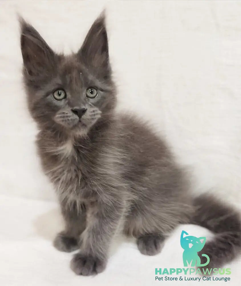 Dzhonik Maine Coon male blue silver with white - live animals
