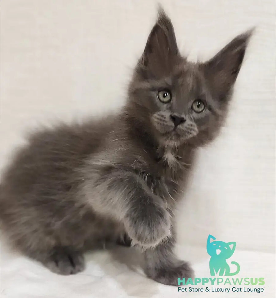 Dzhonik Maine Coon male blue silver with white - live animals