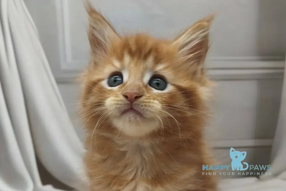 Dzhosie Maine Coon female red tabby live animals