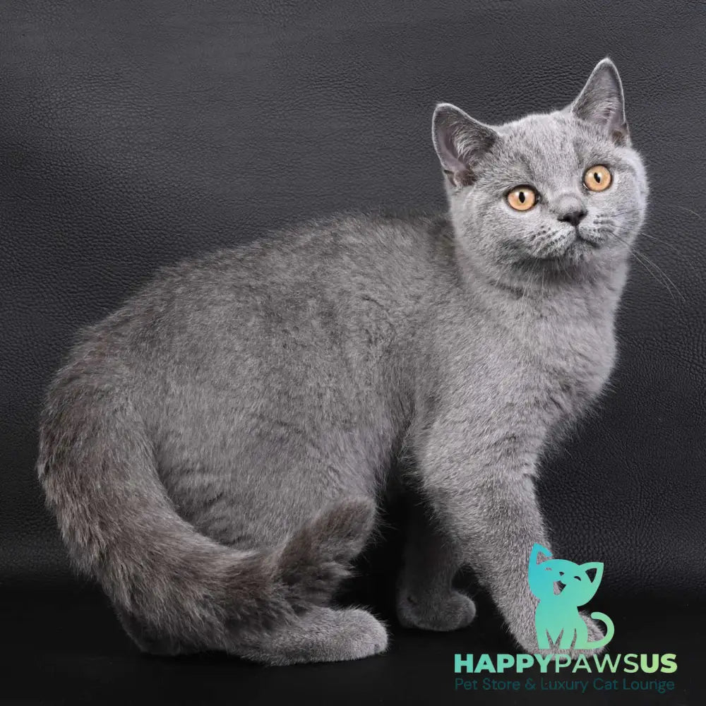 Earl Grey British Shorthair male blue - live animals