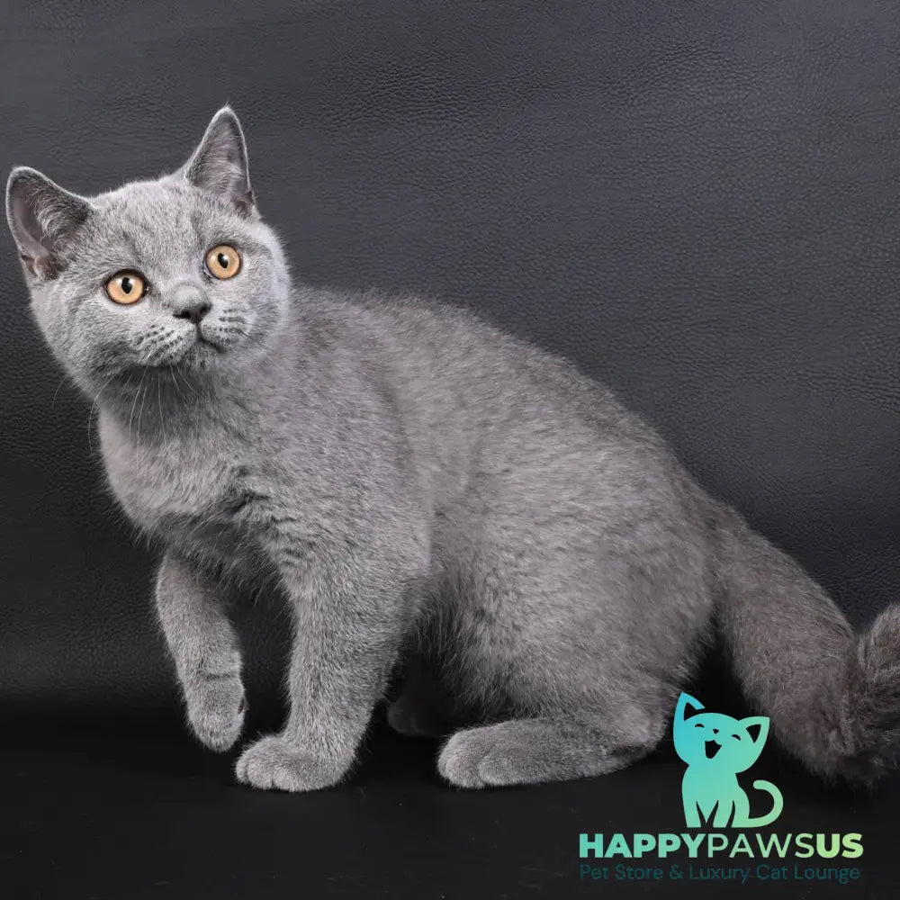 Earl Grey British Shorthair male blue - live animals