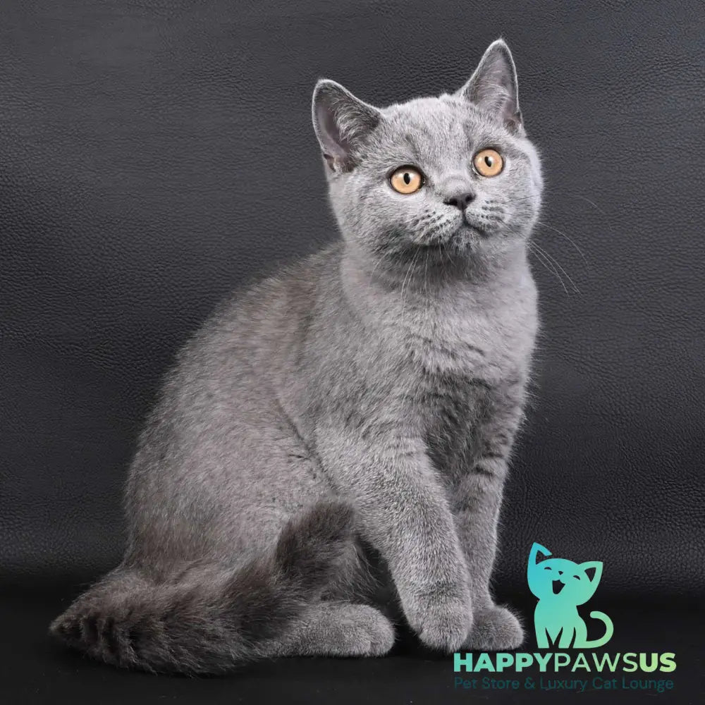 Earl Grey British Shorthair male blue - live animals