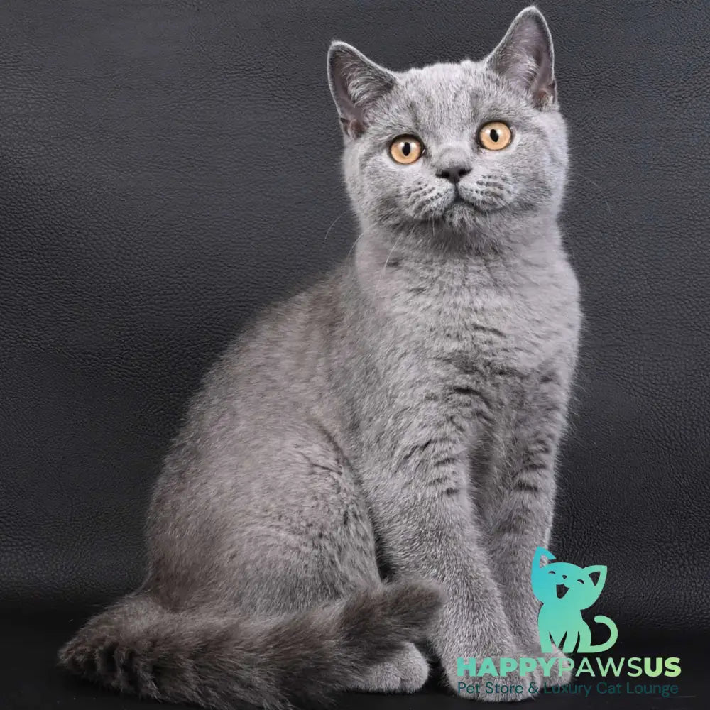 Earl Grey British Shorthair male blue - live animals