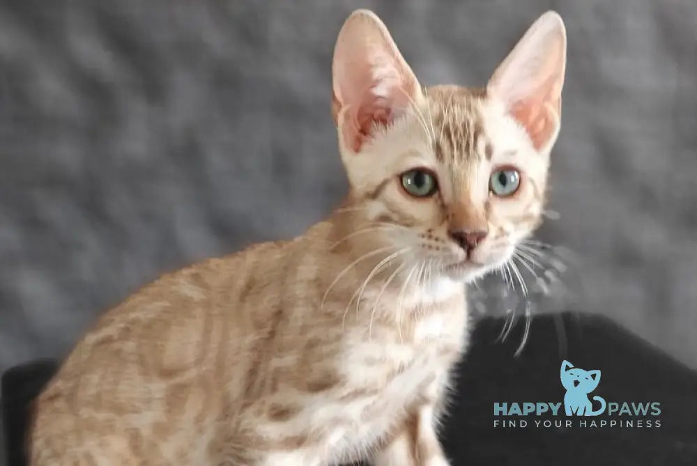 Echo Bengal male black spotted tabby pointed live animals