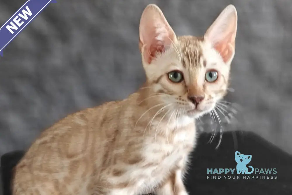 Echo Bengal male black spotted tabby pointed live animals