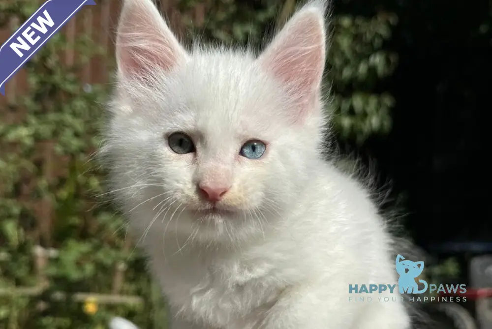 Ecks Maine Coon male white live animals