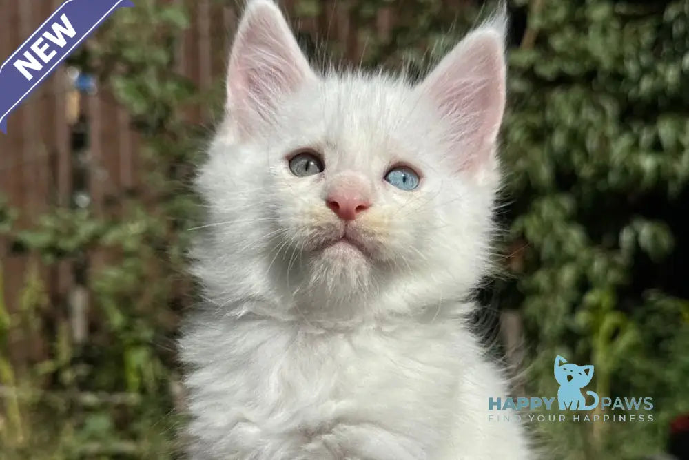 Ecks Maine Coon male white live animals