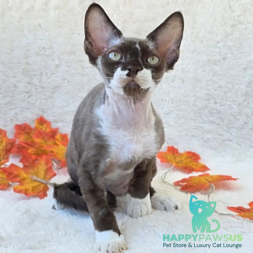 Eclair Devon Rex male chocolate bicolour - live animals