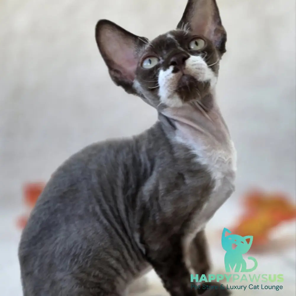 Eclair Devon Rex male chocolate bicolour - live animals